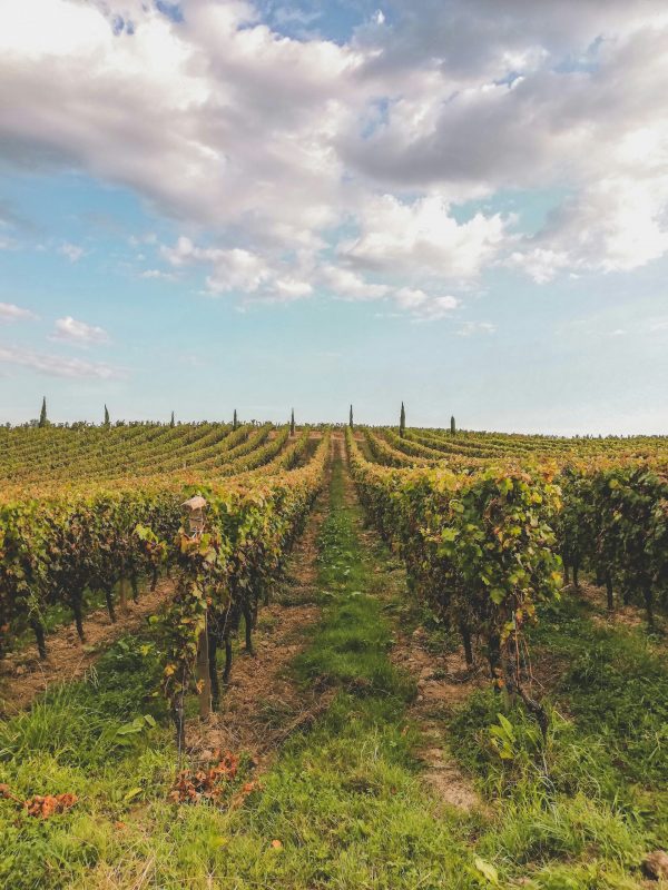 Vignoble bordelais avec rangées de vignes à perte de vue sous un ciel nuageux, paysage viticole de Gironde